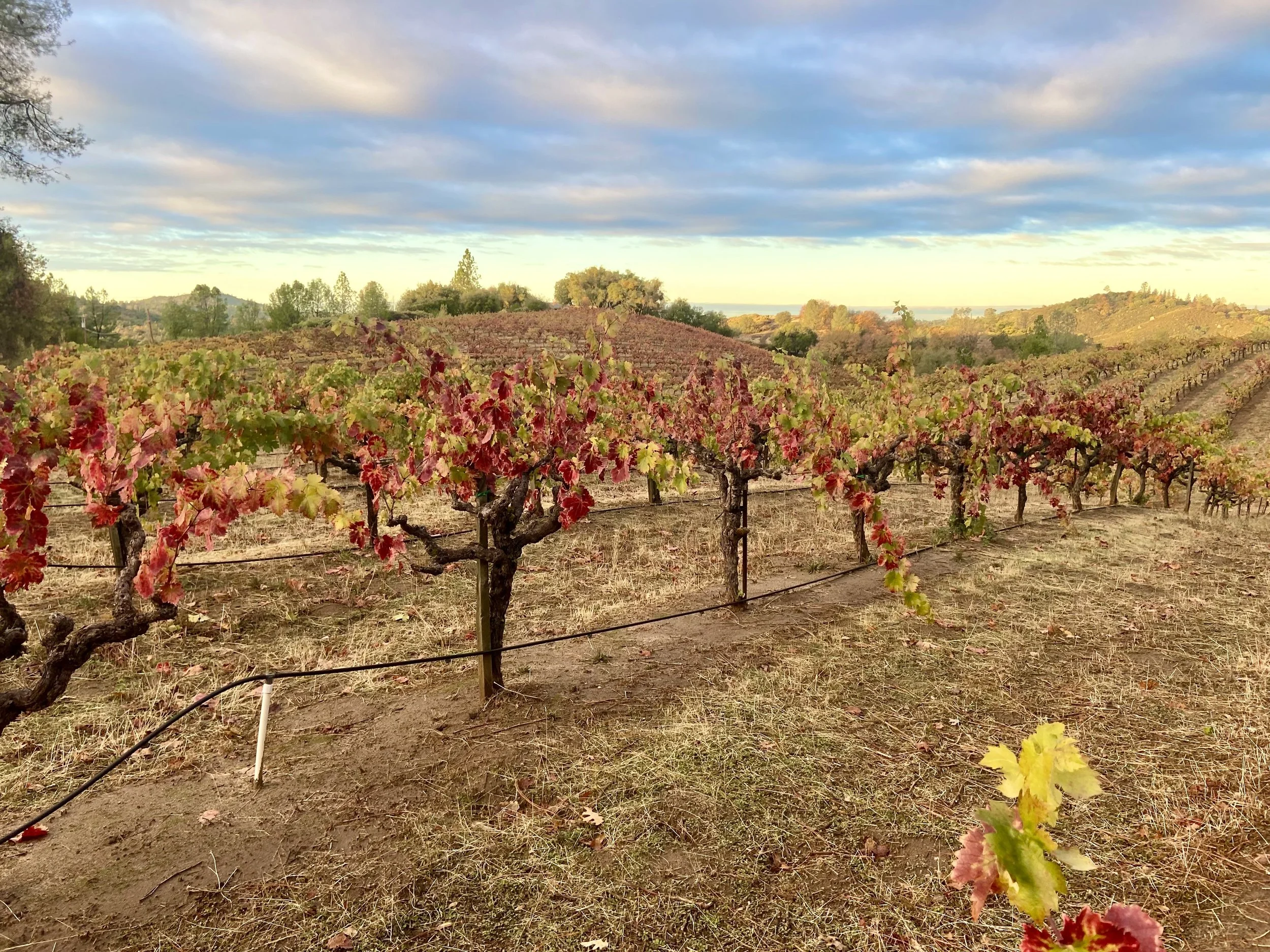 Marco Cappelli: Artisan Winemaker in the Sierra Foothills